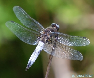 Libellula fulva